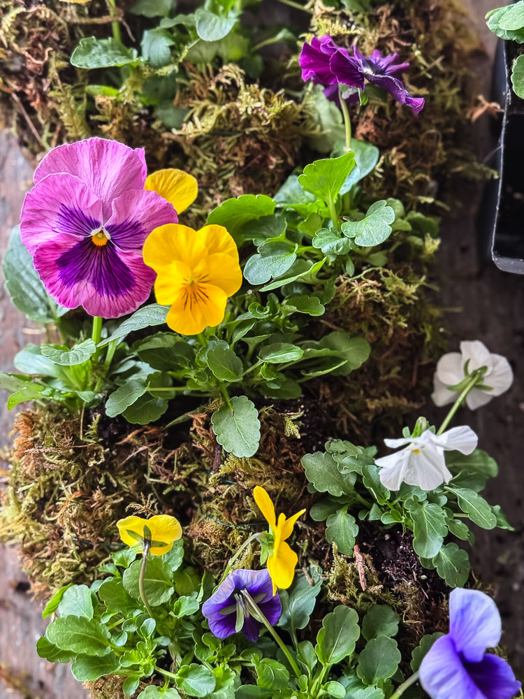 pansies wrapped in moss on a table