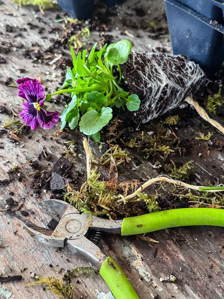 pansy, moss, and wire cutters on table