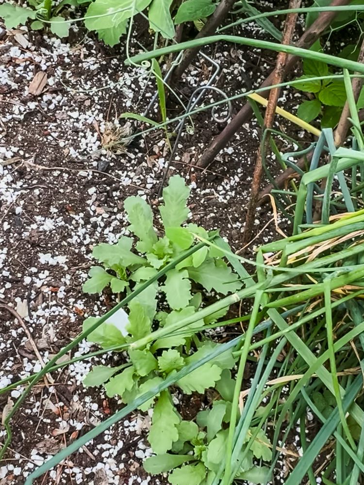 poppies coming up in a garden bed