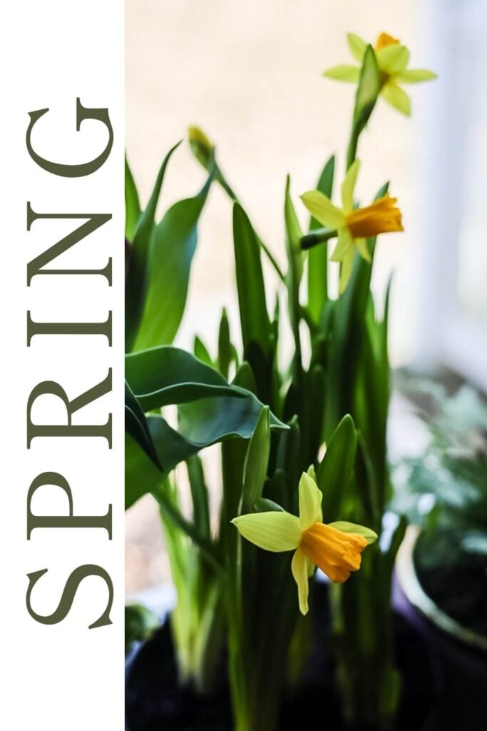 daffodils and the word spring