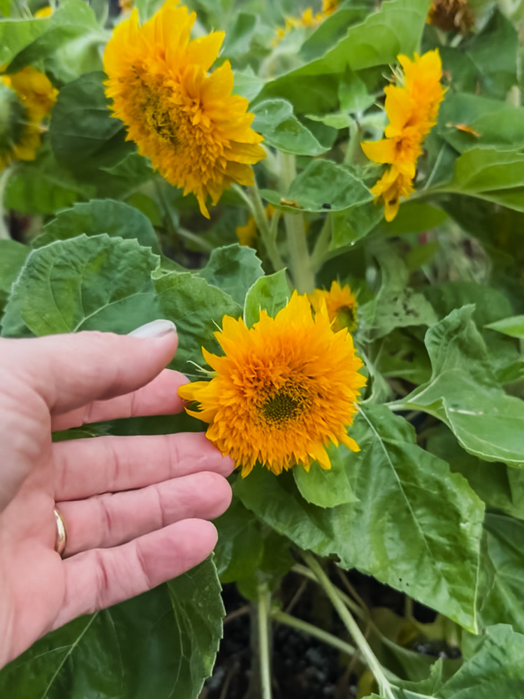 hand touching teddy bear sunflower in garden