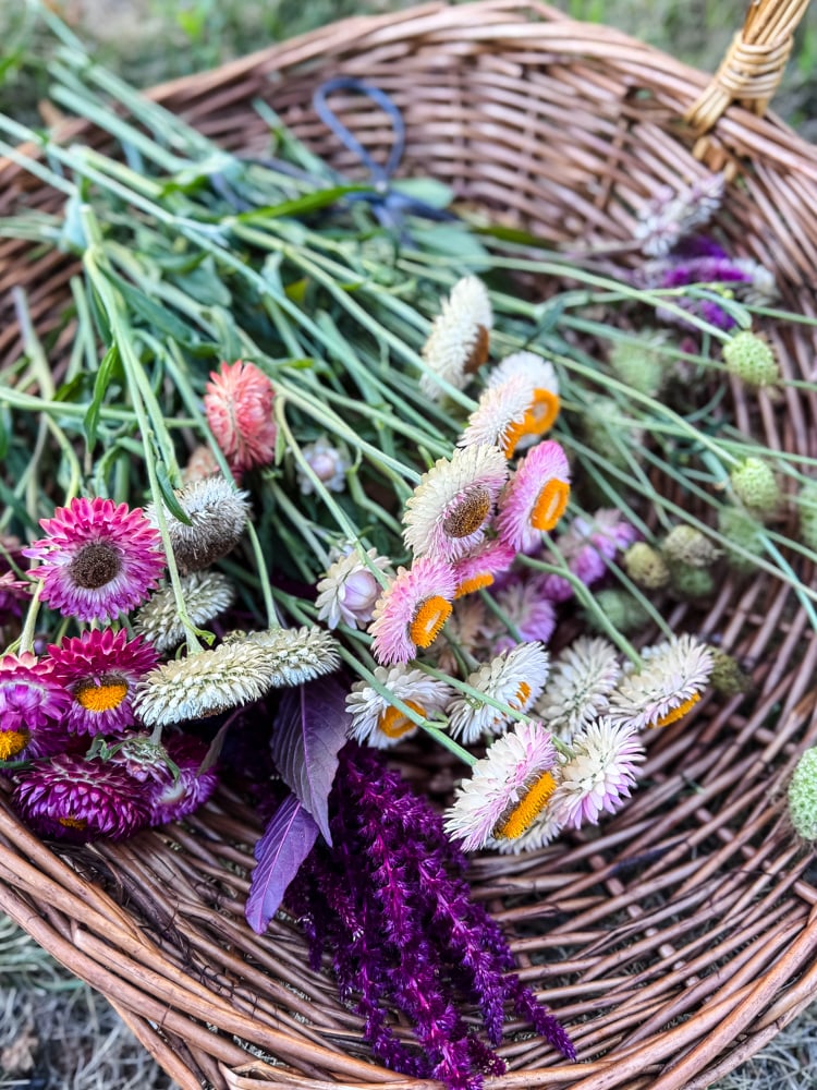 a wicker flower basket with strawflowers