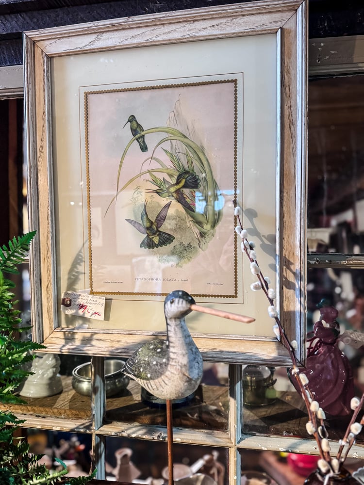 vintage framed bird print