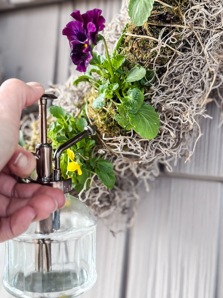 watering a pansy wreath