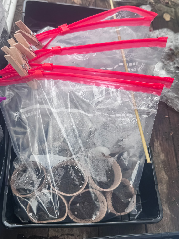 winter sowing poppies in ziploc bags