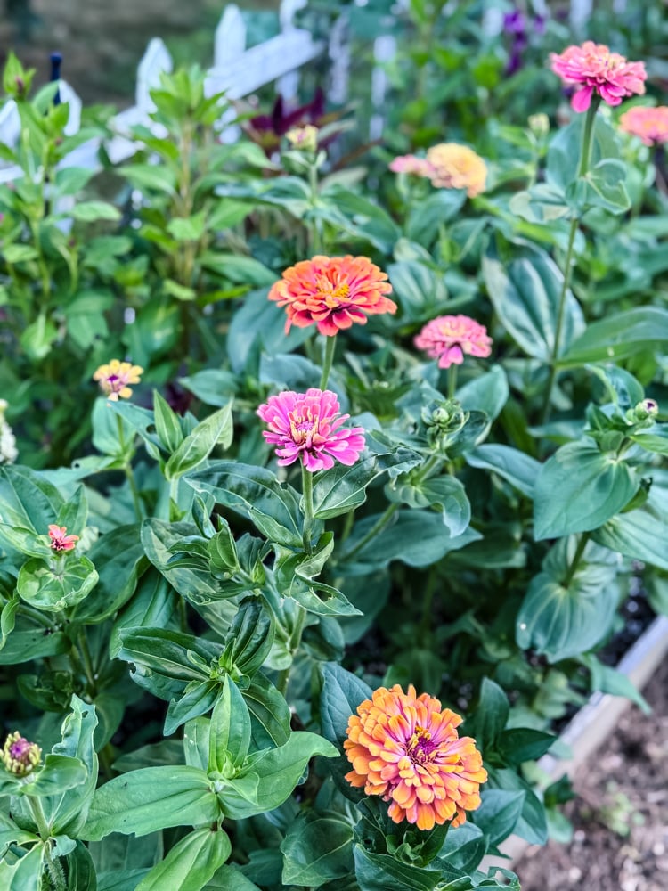 bed of zinnias in bloom