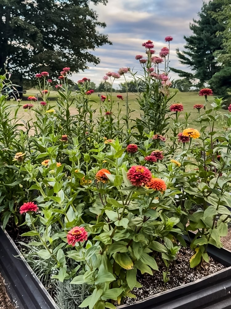 garden bed of zinnias in bloom