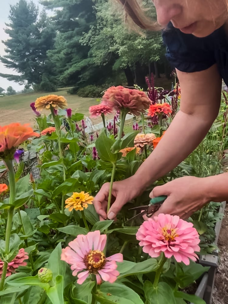 cutting zinnias in the garden