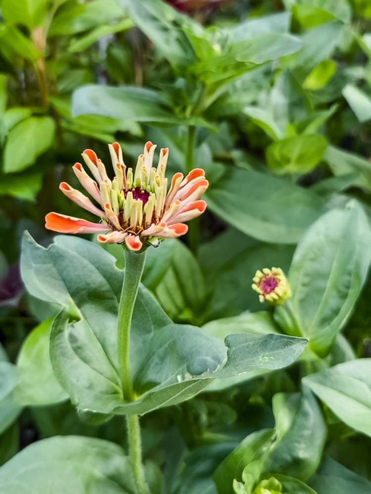 a zinnia flower emerging