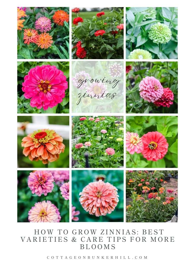 How to Grow Zinnias: Best Varieties & Care Tips for More Blooms