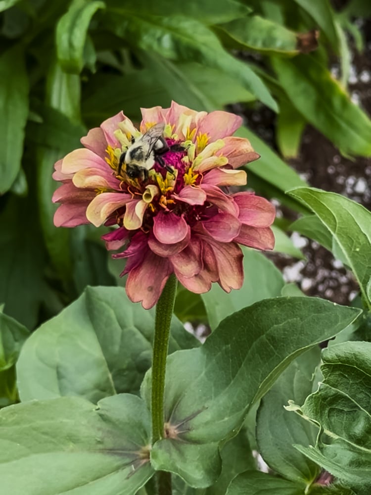 zinnia with bee on it