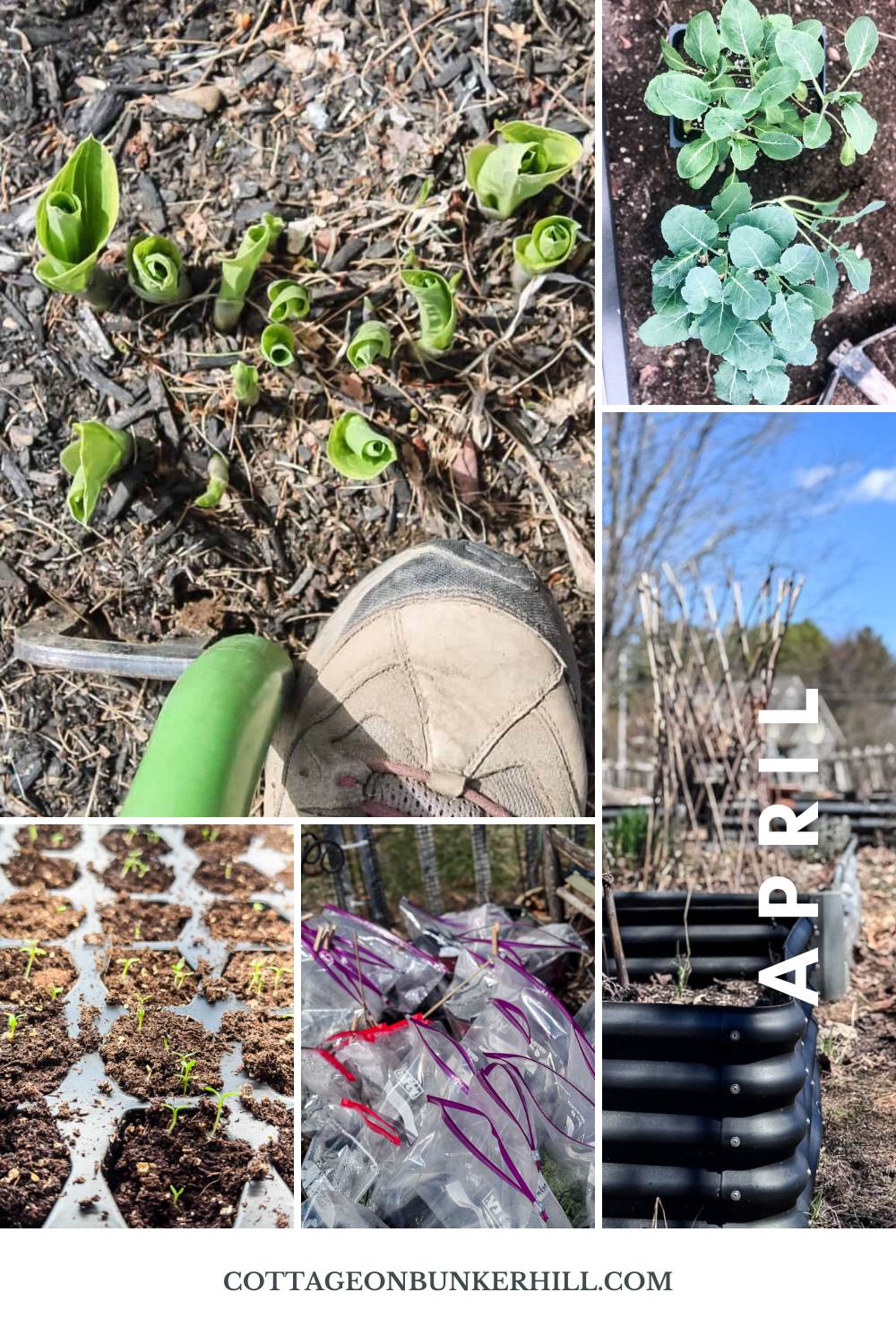 The New England Gardener's April To-Do List (Zone 6a) - Cottage On ...