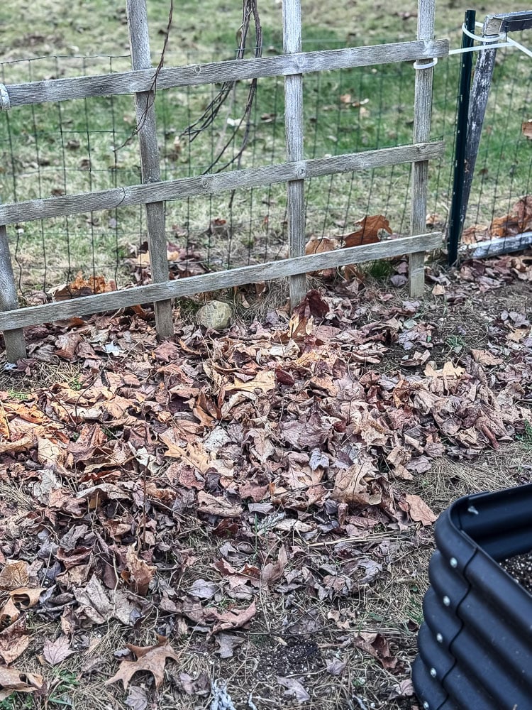 garden with dried leaves on the ground