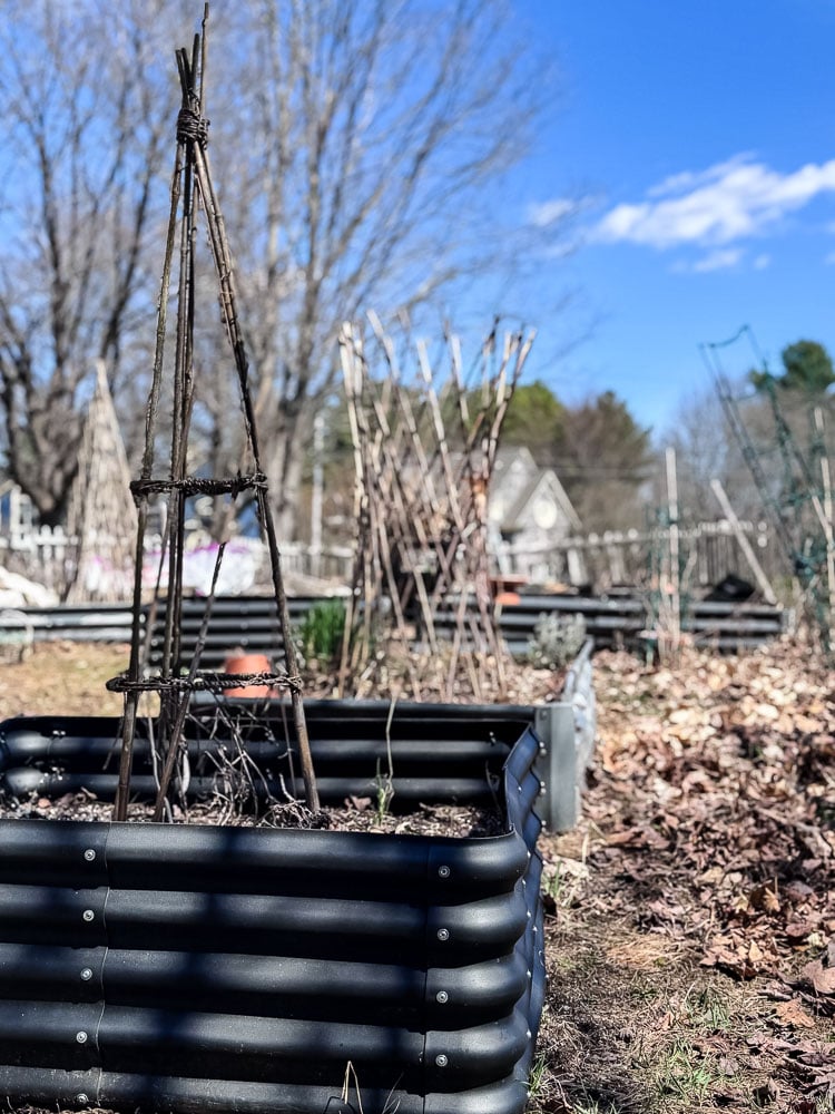 raised bed garden in early spring