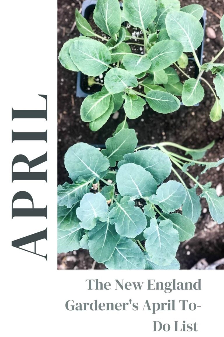 The New England Gardener’s April To-Do List (Zone 6a)