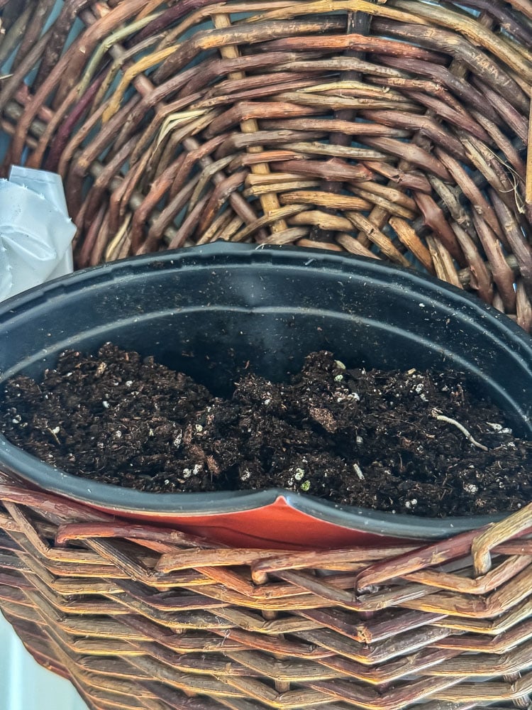 nursery pot tucked into a door basket for planting