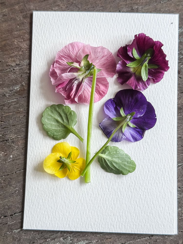 a white notecard with face down fresh pansies