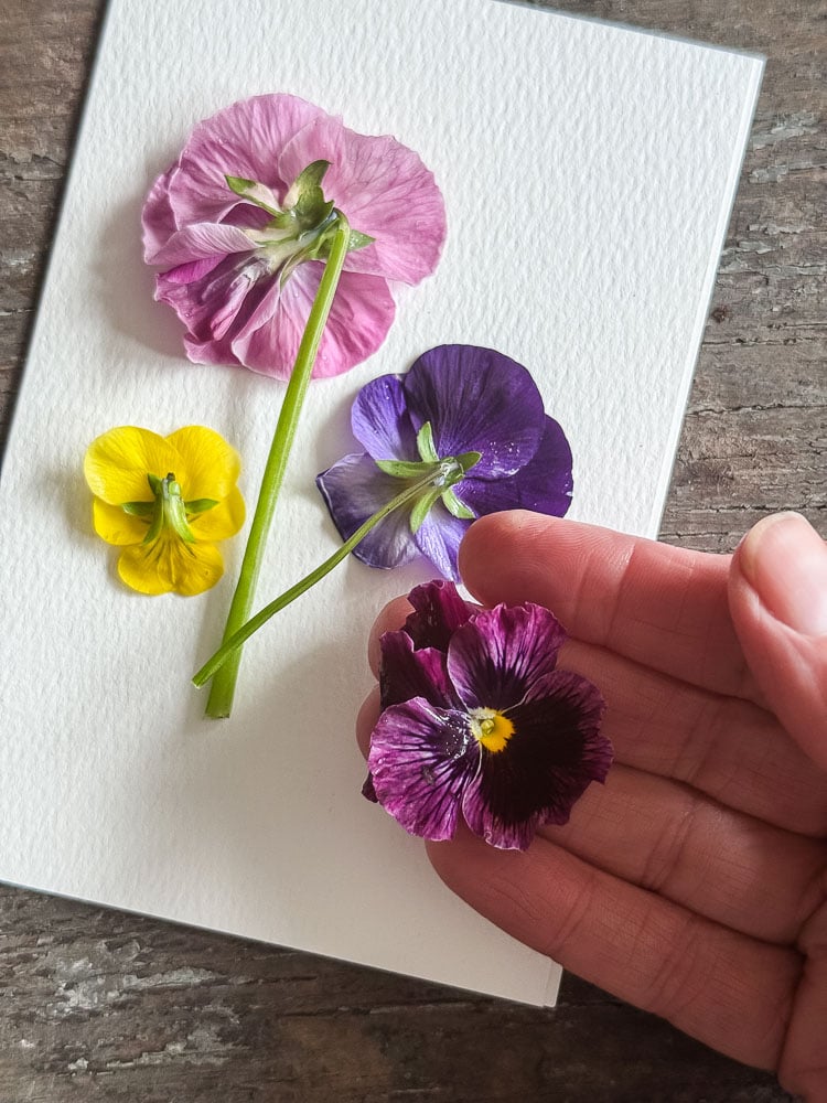 making a notecard with pansies