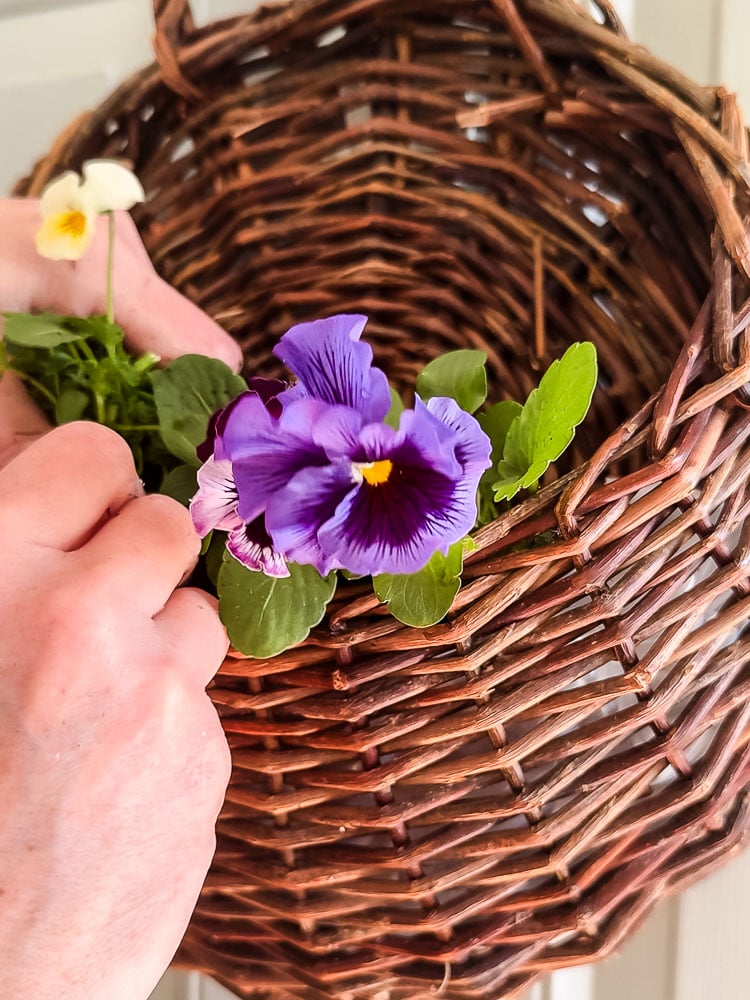 adding pansies to a door basket