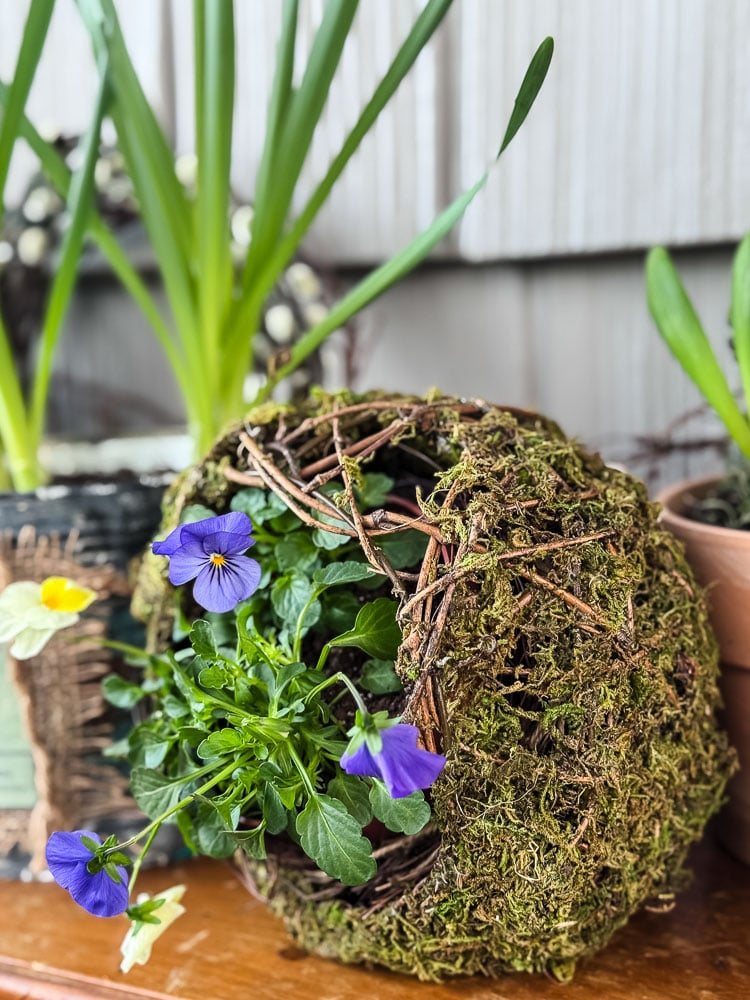 pansies in moss orb