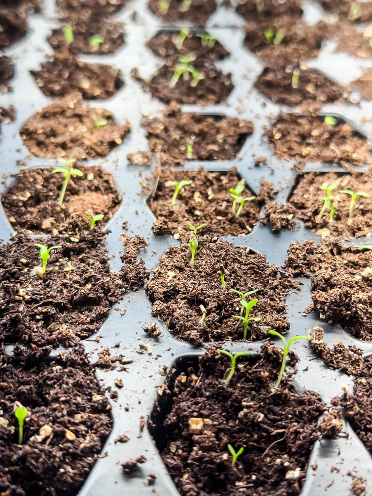 seeds starting in seed trays