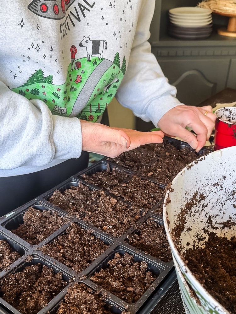 planting seeds with seed trays indoors