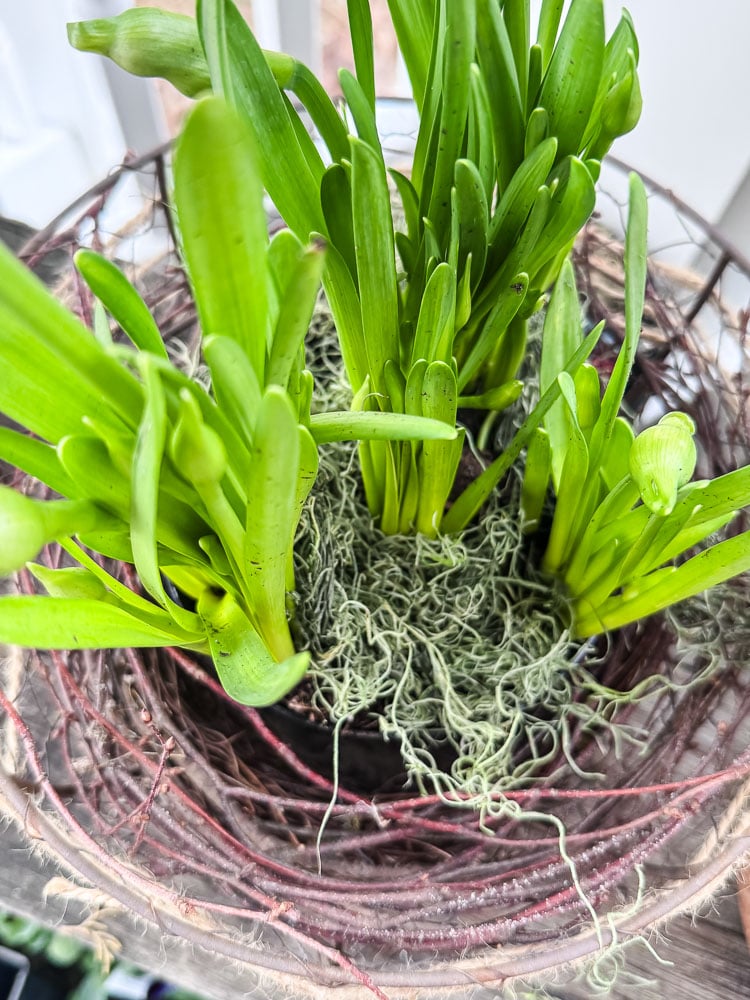 an overhead view of a pot of daffodils