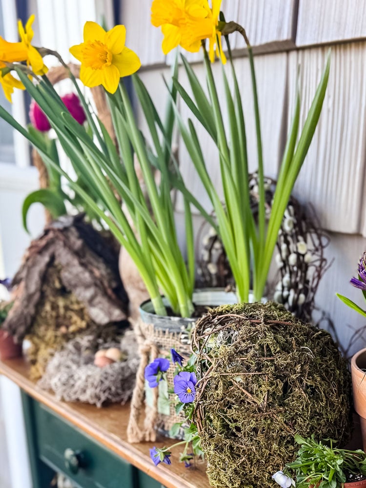 pot of flowering daffodils on an outside table