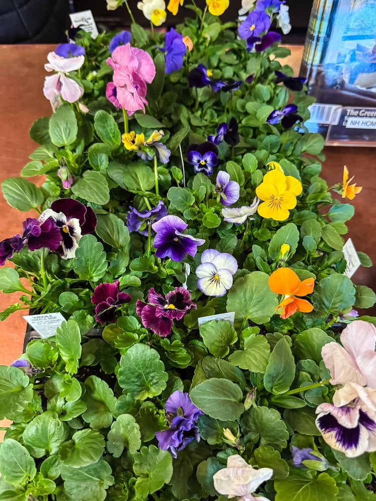a nursery tray of pansies