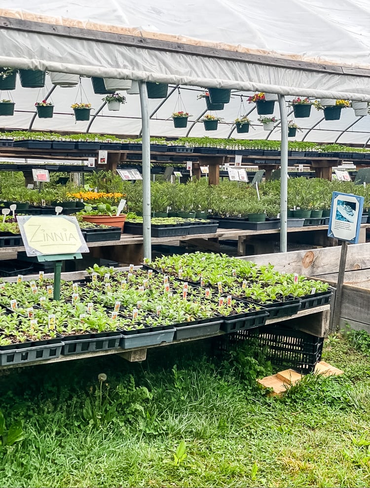 an outdoor plant nursery with tables of plants