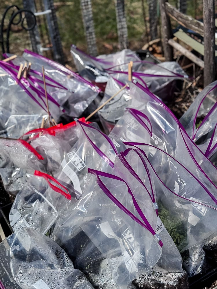 winter sowing in ziploc bags