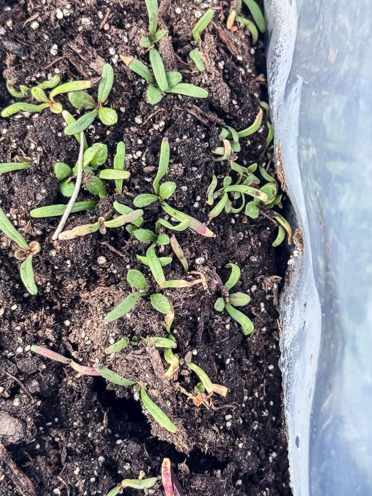 statice flowers that have been winter sown and are in ziploc bags