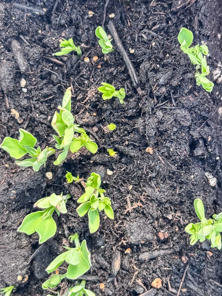 winter sown sweet peas