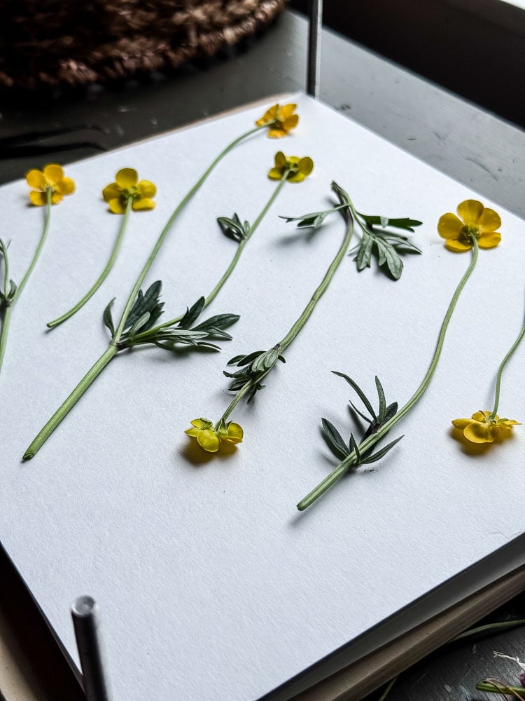 yellow wildflowers in flower press