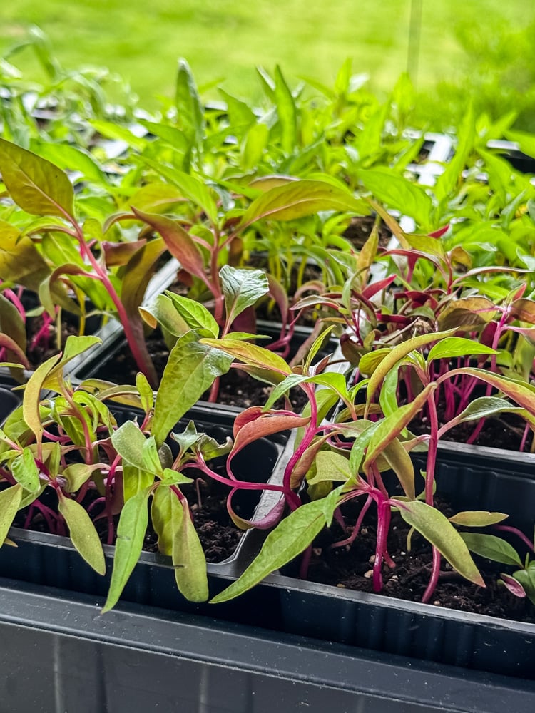 celosia seedlings in a tray