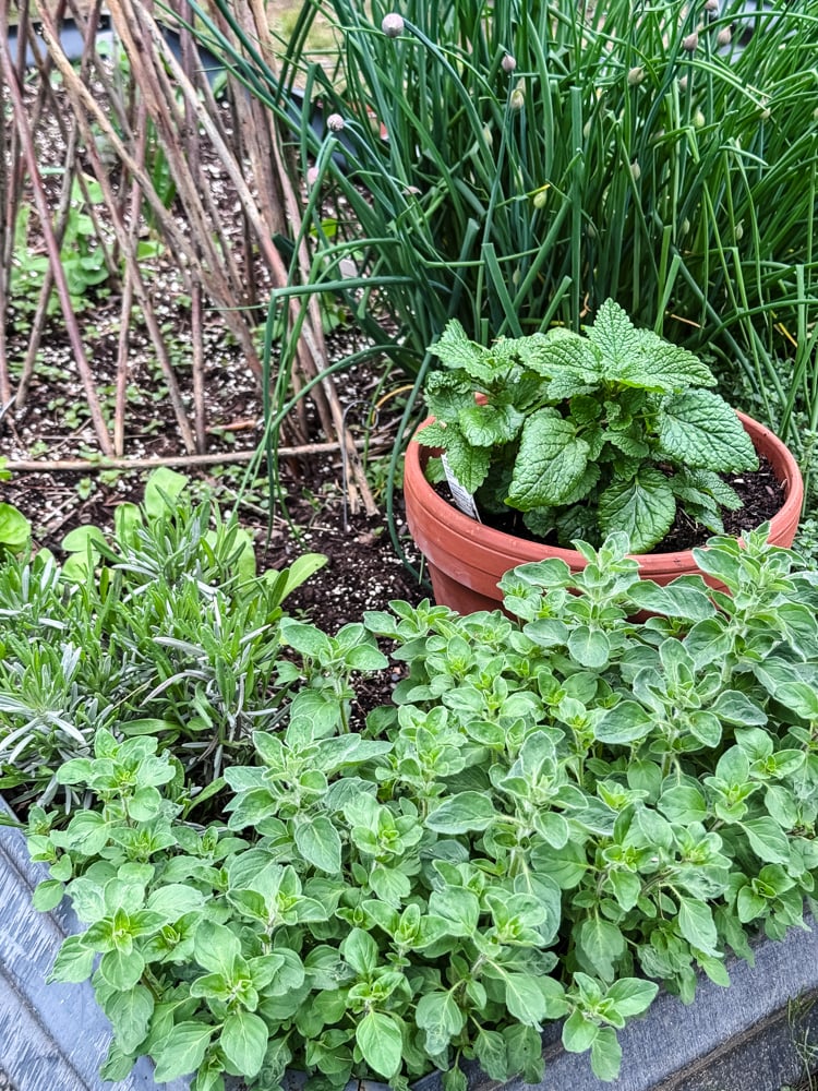 herb garden