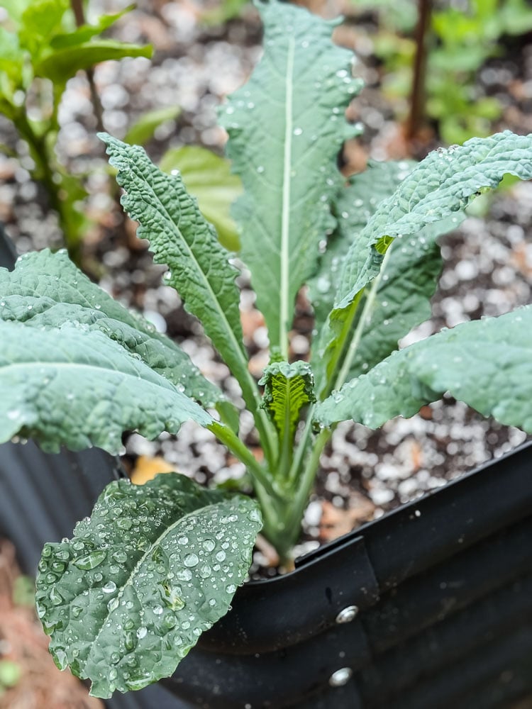 lacinto kale in garden bed