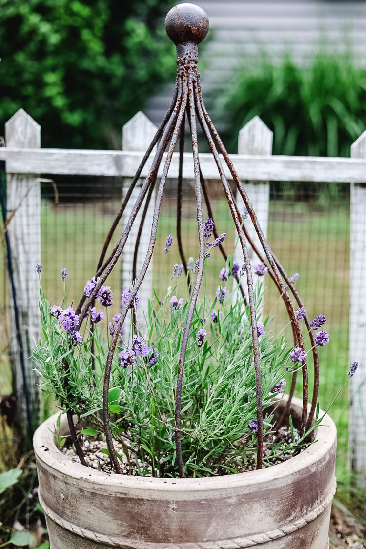lavender in a pot with topiary