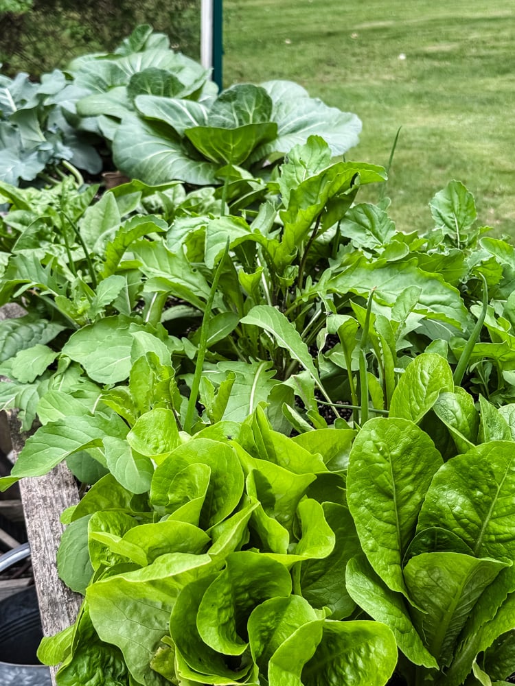 a raised garden bed with lettuce