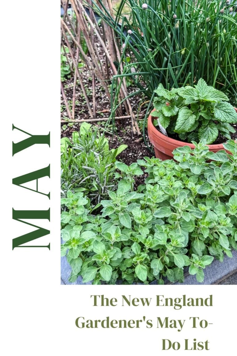 The New England Gardener’s May To-Do List (Zone 6a)