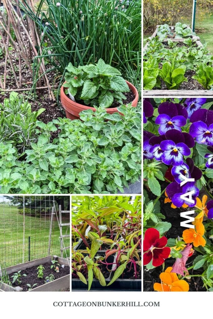 a collage of garden photos of plants and pansies