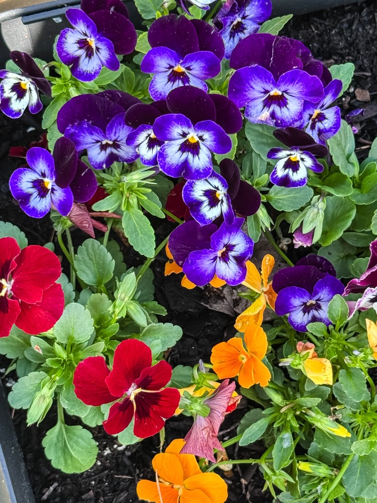 pansies in the garden