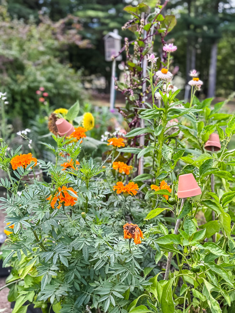 marigolds in a garden bed