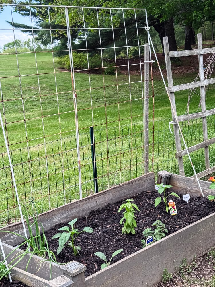 a raised garden bed and grid trellis with small pepper plants and herbs