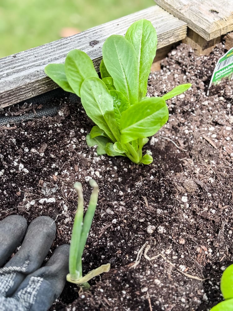 romaine lettuce in garden bed