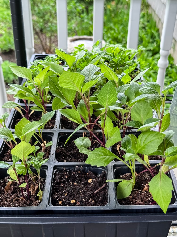 dahlia seedlings in a tray