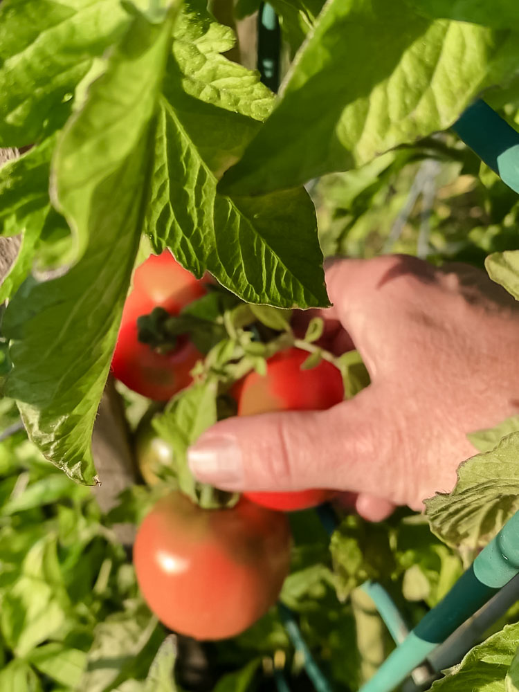 picking tomatoes from vine