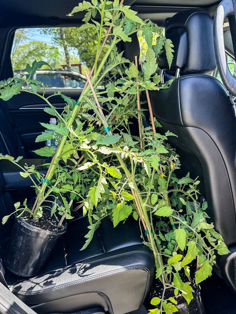 tomato plants on the backseat of a car