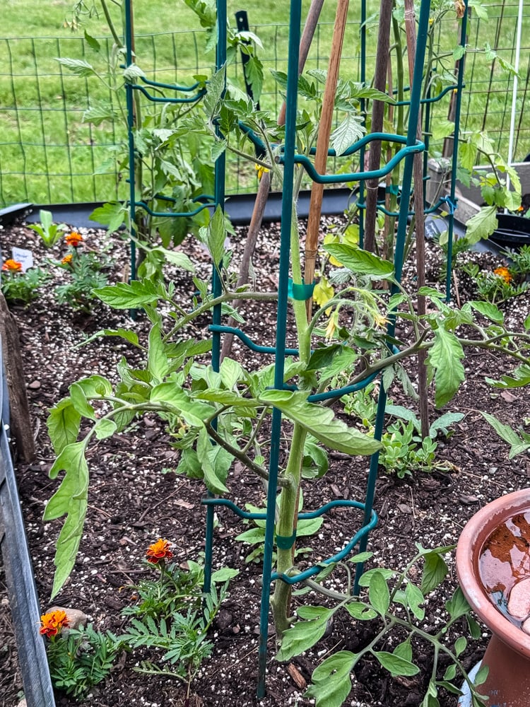 a raised garden bed with tomato plants