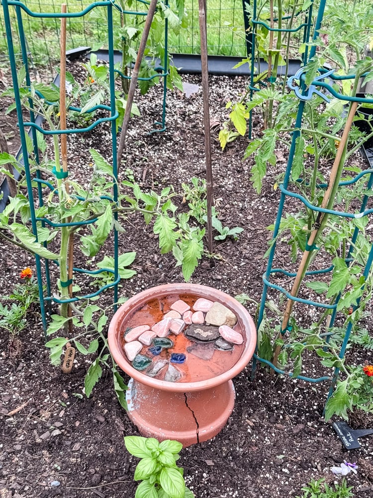 raised garden bed with tomato plants